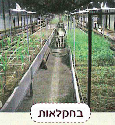 (בספר שש תמונות:)